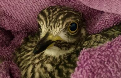 Monthly Meeting March 2026 – Kogelberg Wildlife Rescue Centre