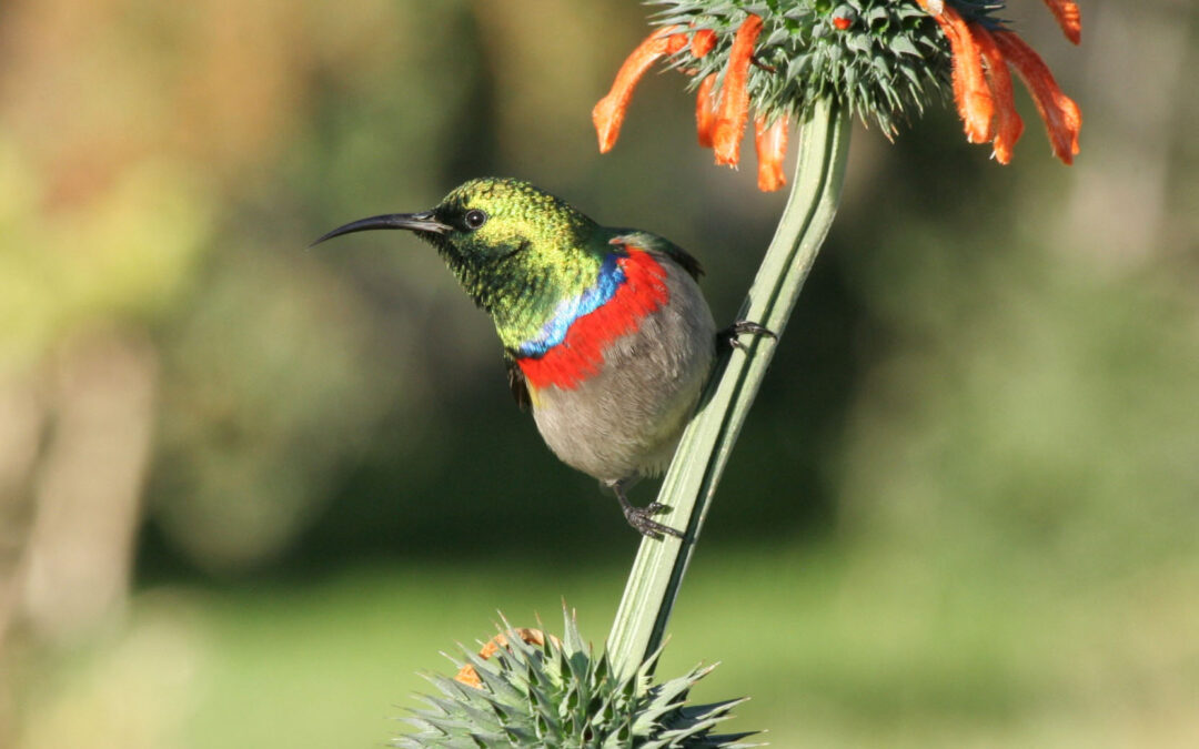 Monthly Meeting April 2026 – Sunbird migration in the Cape