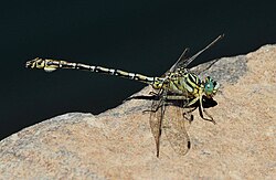 Monthly Meeting September 2026 – Corrie du Toit: Dragonflies